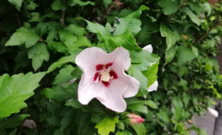 Lichtroze bloem met rood hart