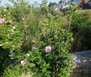 Hibiscus struik