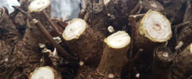 Gesnoeide Catalpa