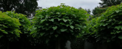 Catalpa in de zomer