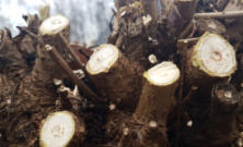 Gesnoeide Catalpa
