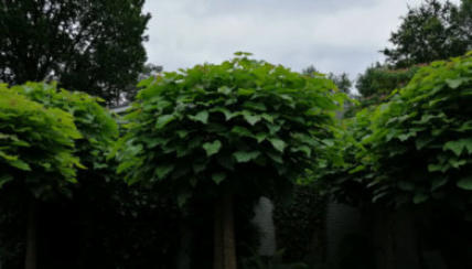Catalpa in de zomer