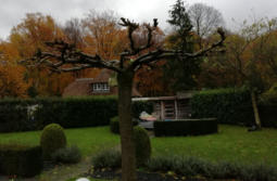 Gesnoeide Moerbei