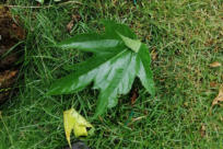 Moerbei blad