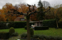 Gesnoeide Moerbei