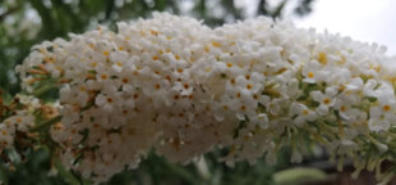 Aanschaf taxus