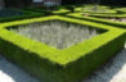 Buxus