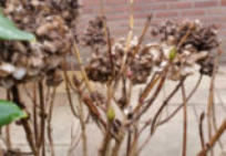 Hortensia in de winter