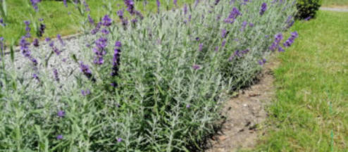 Lavendel in de zon
