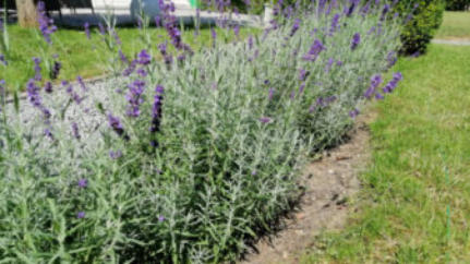 Lavendel in de zon