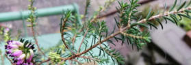 Winterheide (naaldjes)
