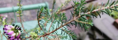 Winterheide (naaldjes)