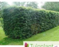 Aanschaf taxus