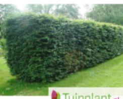 Aanschaf taxus