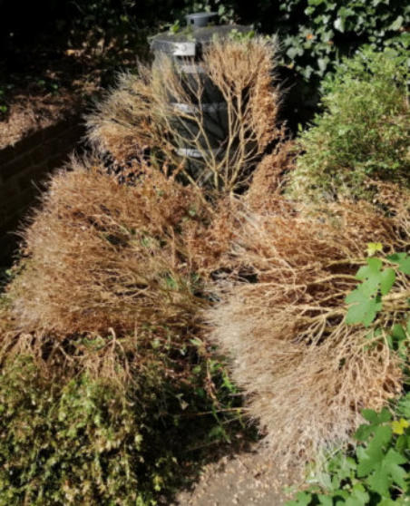 Kaalgevreten Buxus