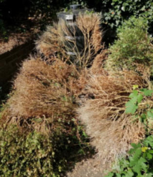 Kaalgevreten Buxus