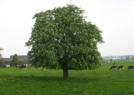 Kastanje boom