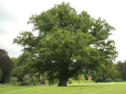 Eikenboom