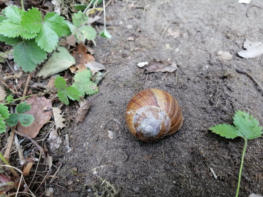 Slak in tuin