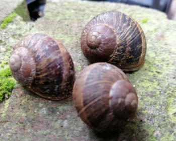 Slakken, slakken en nog eens slakken in de tuin...