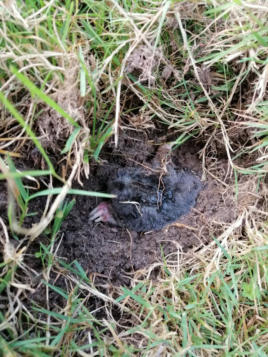 Mol graaft zich naar buiten
