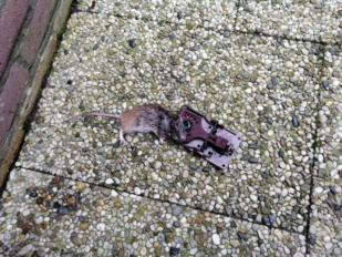 Rat in de val