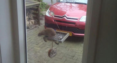 Rat komt op vogelvoer af