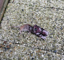 Rat in de val