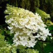 Pluimhortensia